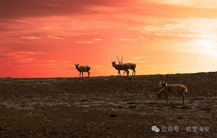 云顶集团app下载